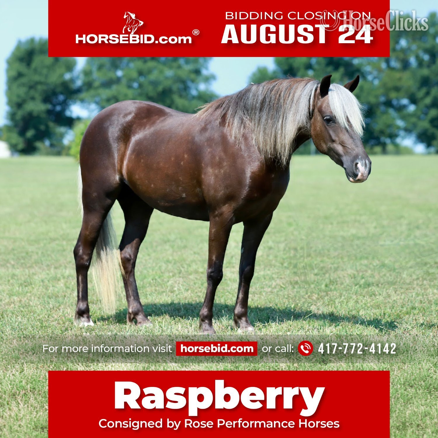 "Raspberry" Silver Bay Mare Pony in Missouri