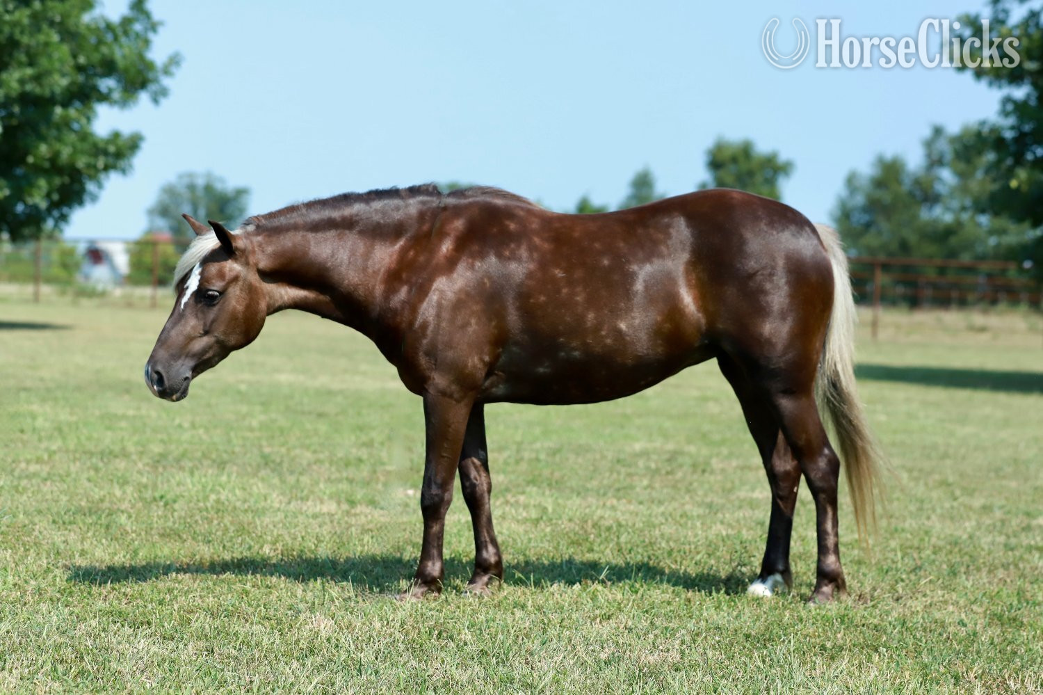 "Raspberry" Silver Bay Mare Pony
