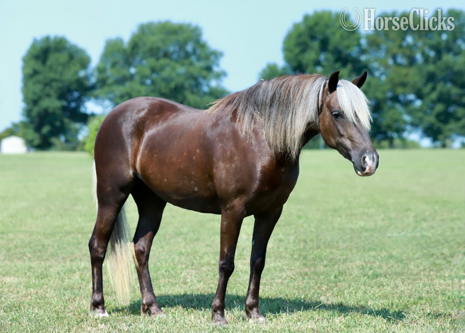 Missouri "Raspberry" Silver Bay Mare Pony