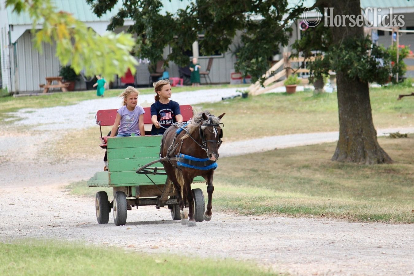 "Raspberry" Silver Bay Mare Pony - Pony in Missouri