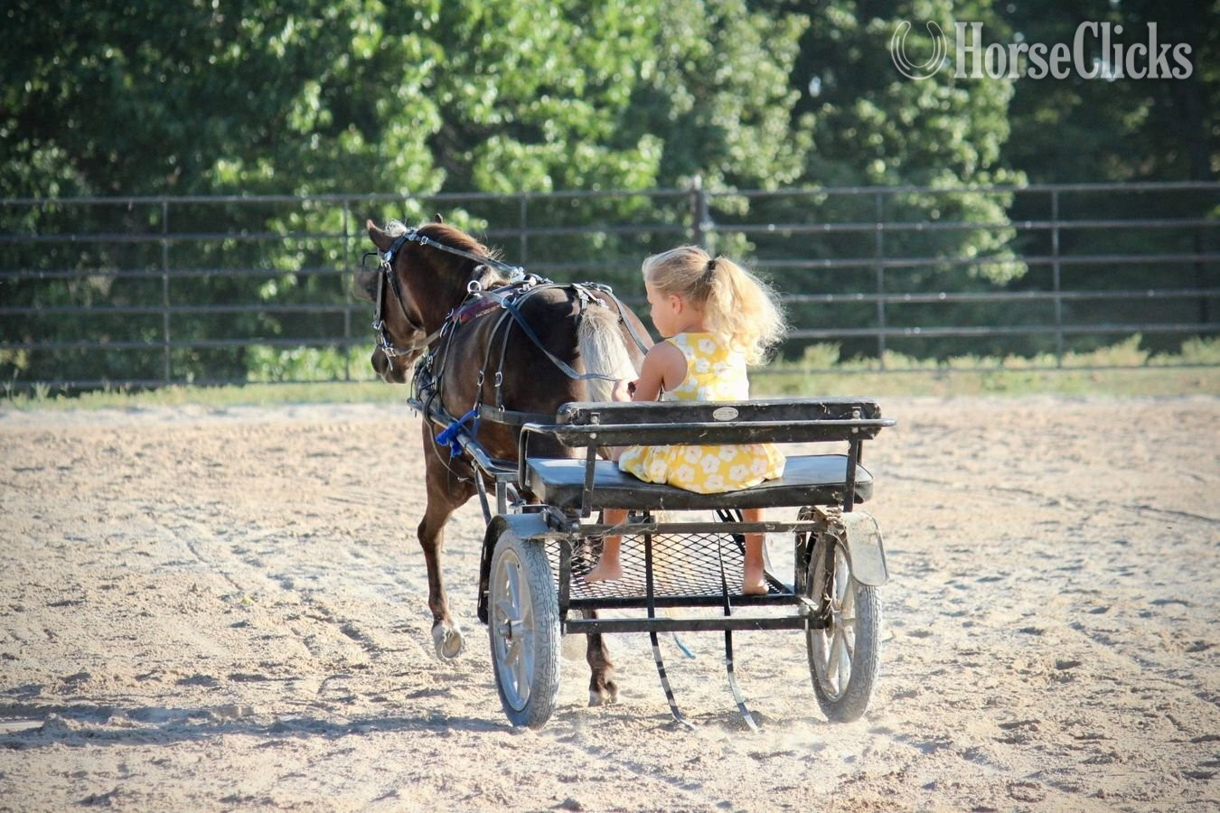 "Raspberry" Silver Bay Mare Pony - Pony