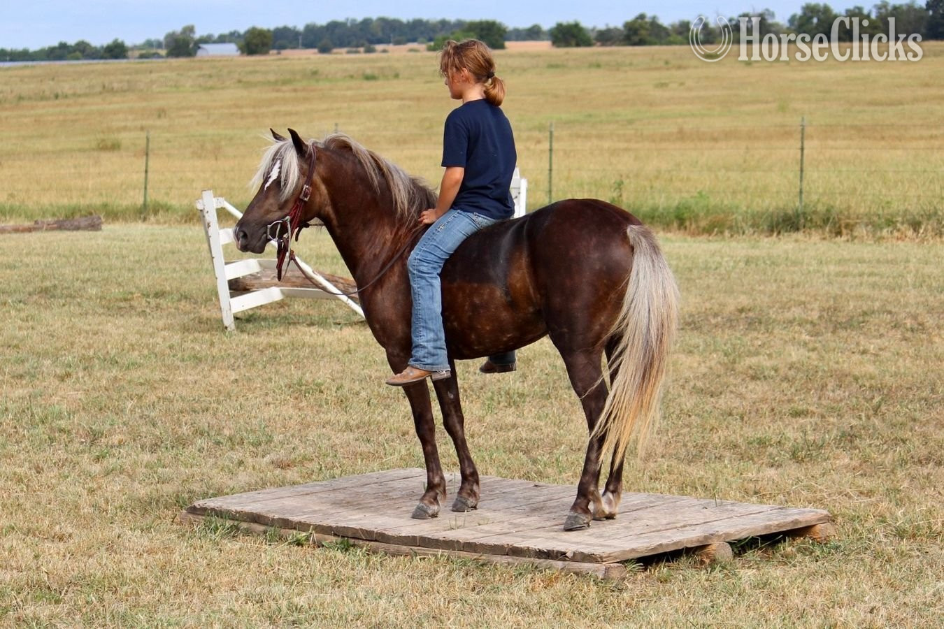 "Raspberry" Silver Bay Mare Pony Missouri