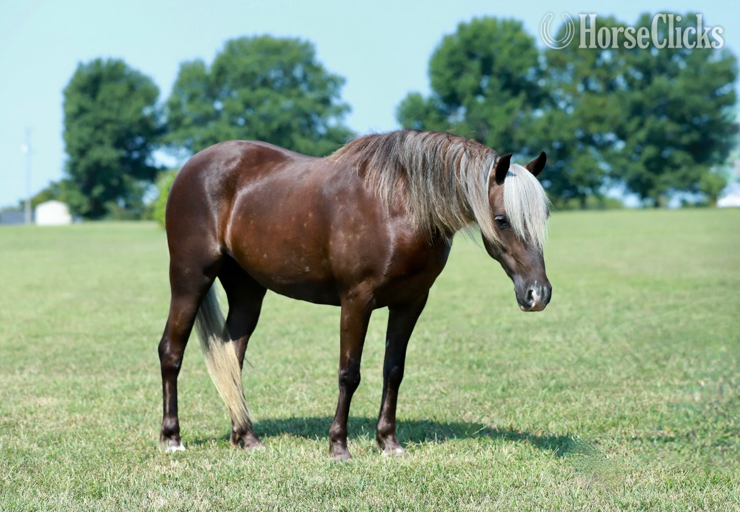 Pony - "Raspberry" Silver Bay Mare Pony