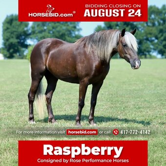 "Raspberry" Silver Bay Mare Pony
