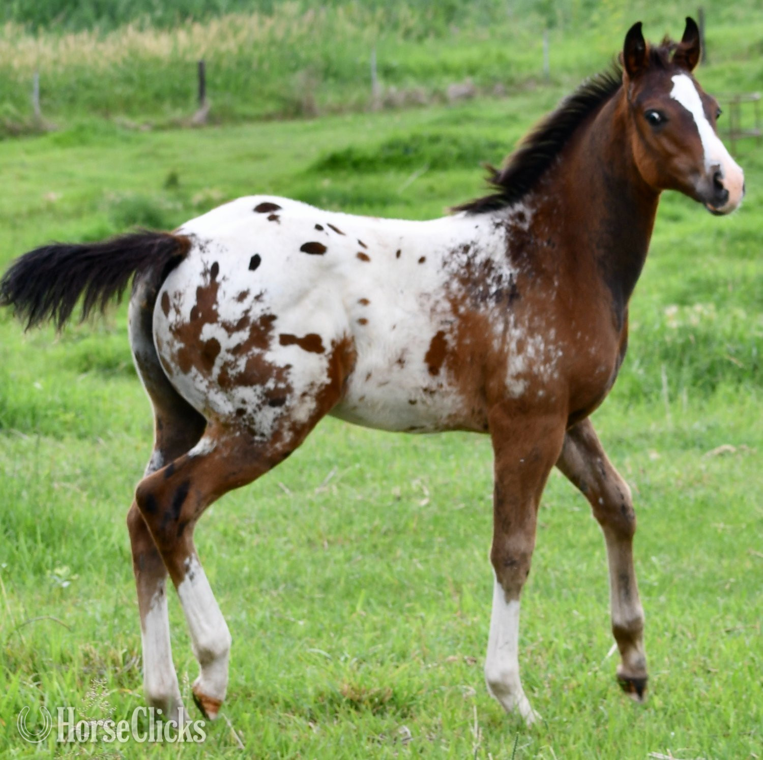 "Splash II Pymts OK" Bay Roan Colt Appaloosa in Missouri