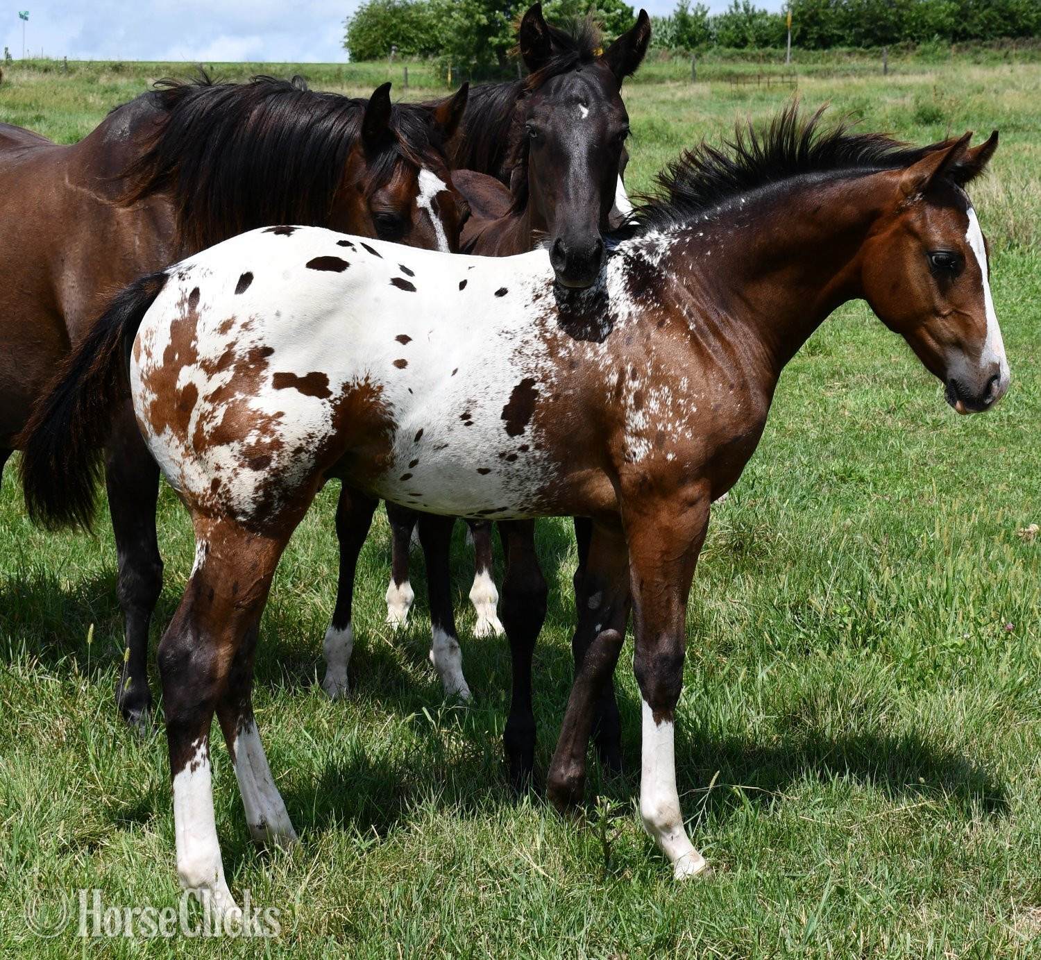 "Splash II ApHC colt" Bay Roan Colt Appaloosa in Missouri