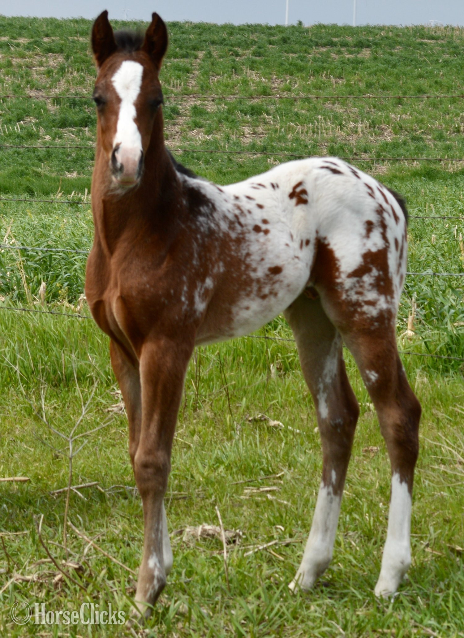 "Splash II Pymts OK" Bay Roan Colt Appaloosa