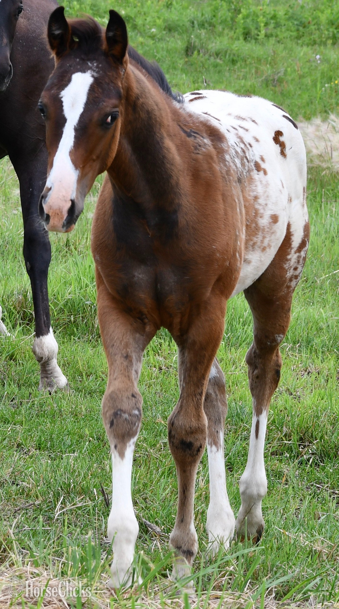 "Splash II Pymts OK" Bay Roan Colt Appaloosa
