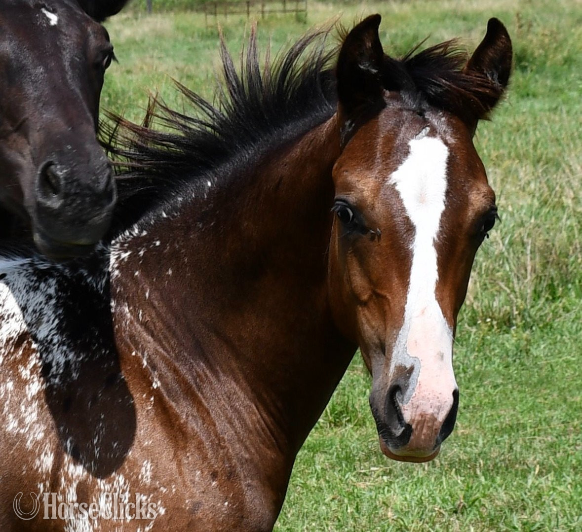 "Splash II ApHC colt" Bay Roan Colt Appaloosa