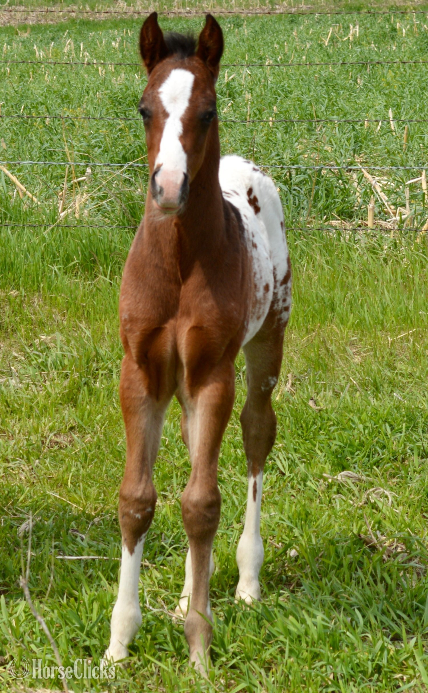 Missouri "Splash II Pymts OK" Bay Roan Colt Appaloosa