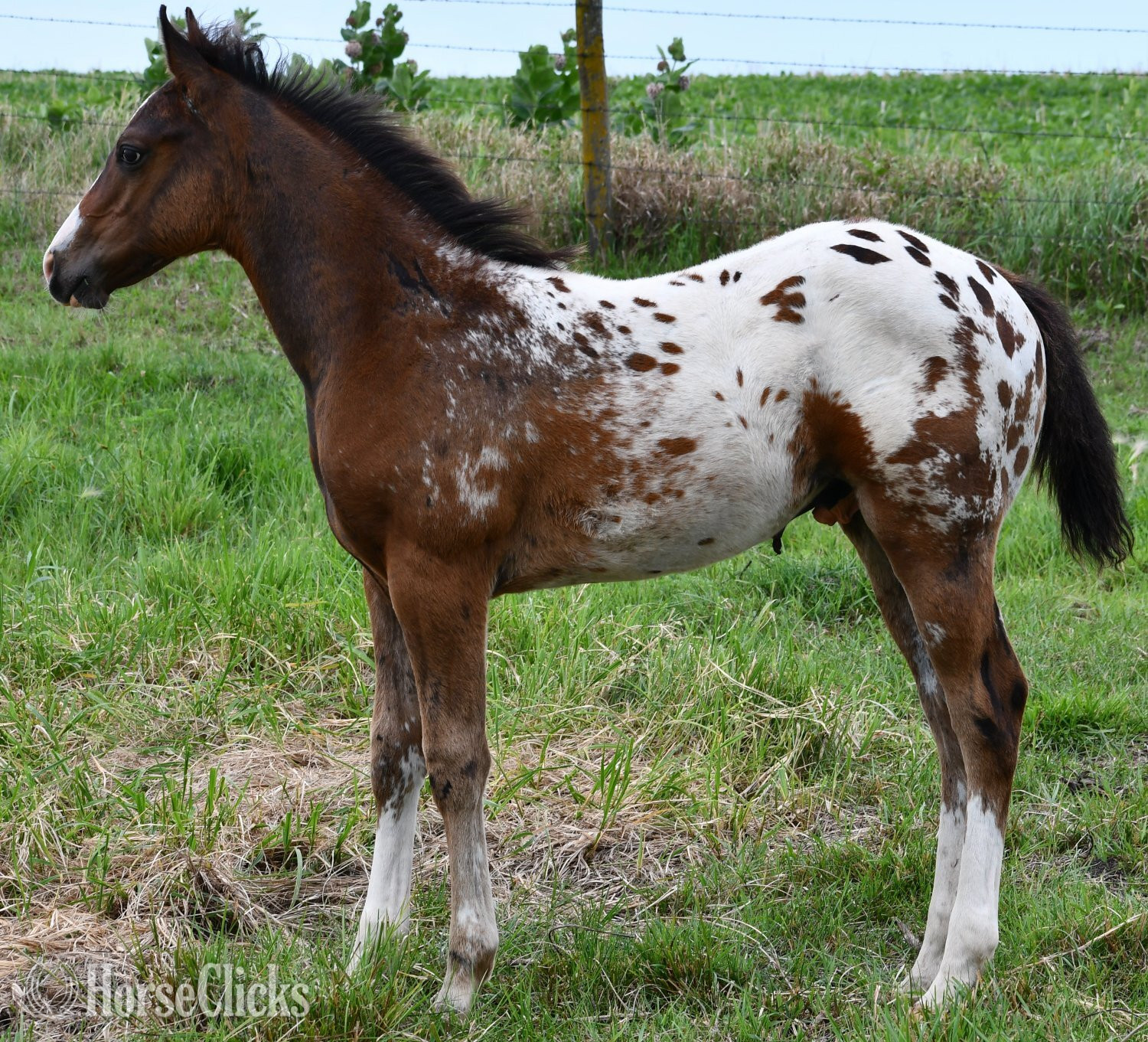 Missouri "Splash II Pymts OK" Bay Roan Colt Appaloosa