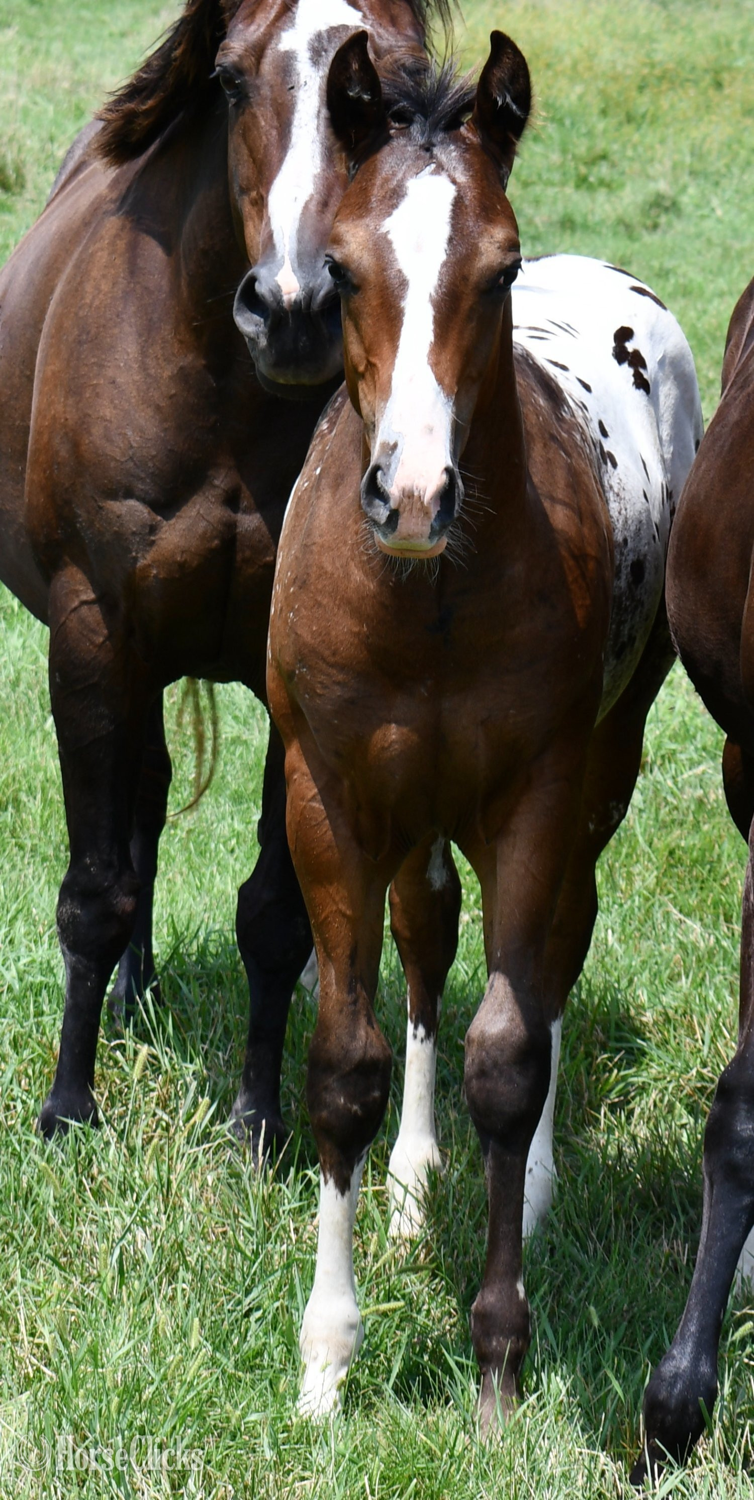 Missouri "Splash II ApHC colt" Bay Roan Colt Appaloosa