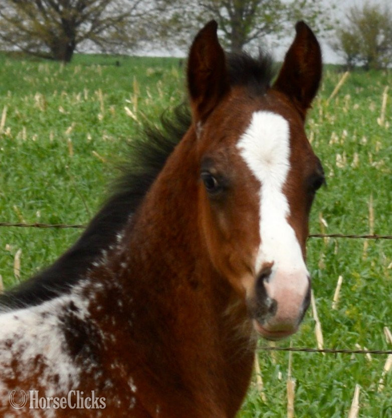 "Splash II Pymts OK" Bay Roan Colt Appaloosa - Appaloosa in Missouri