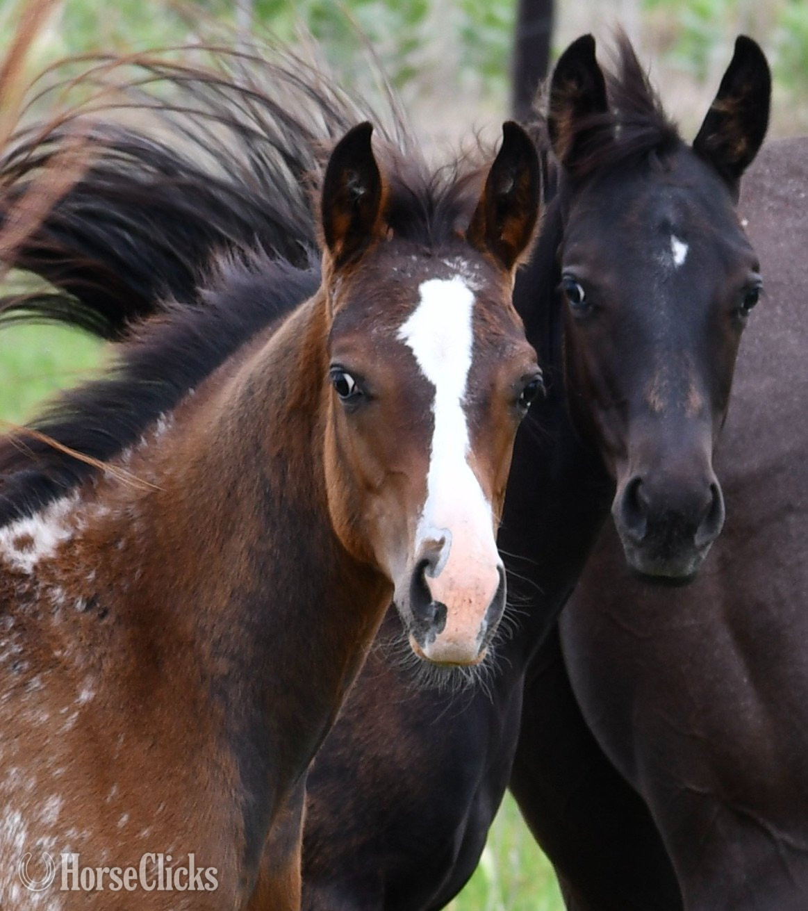 "Splash II Pymts OK" Bay Roan Colt Appaloosa - Appaloosa in Missouri