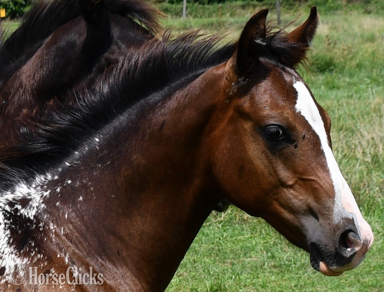 "Splash II ApHC colt" Bay Roan Colt Appaloosa - Appaloosa in Missouri