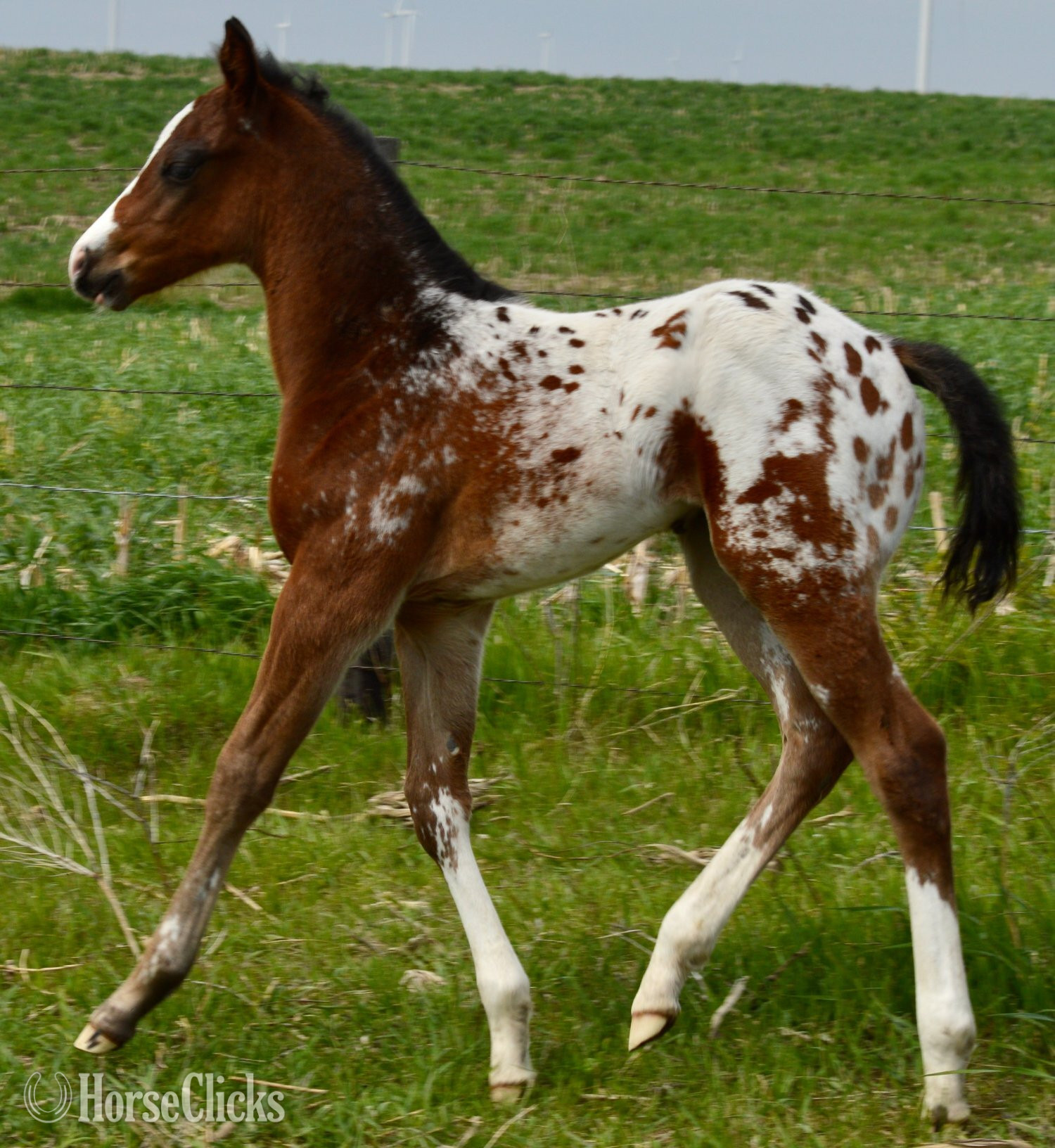 "Splash II Pymts OK" Bay Roan Colt Appaloosa - Appaloosa