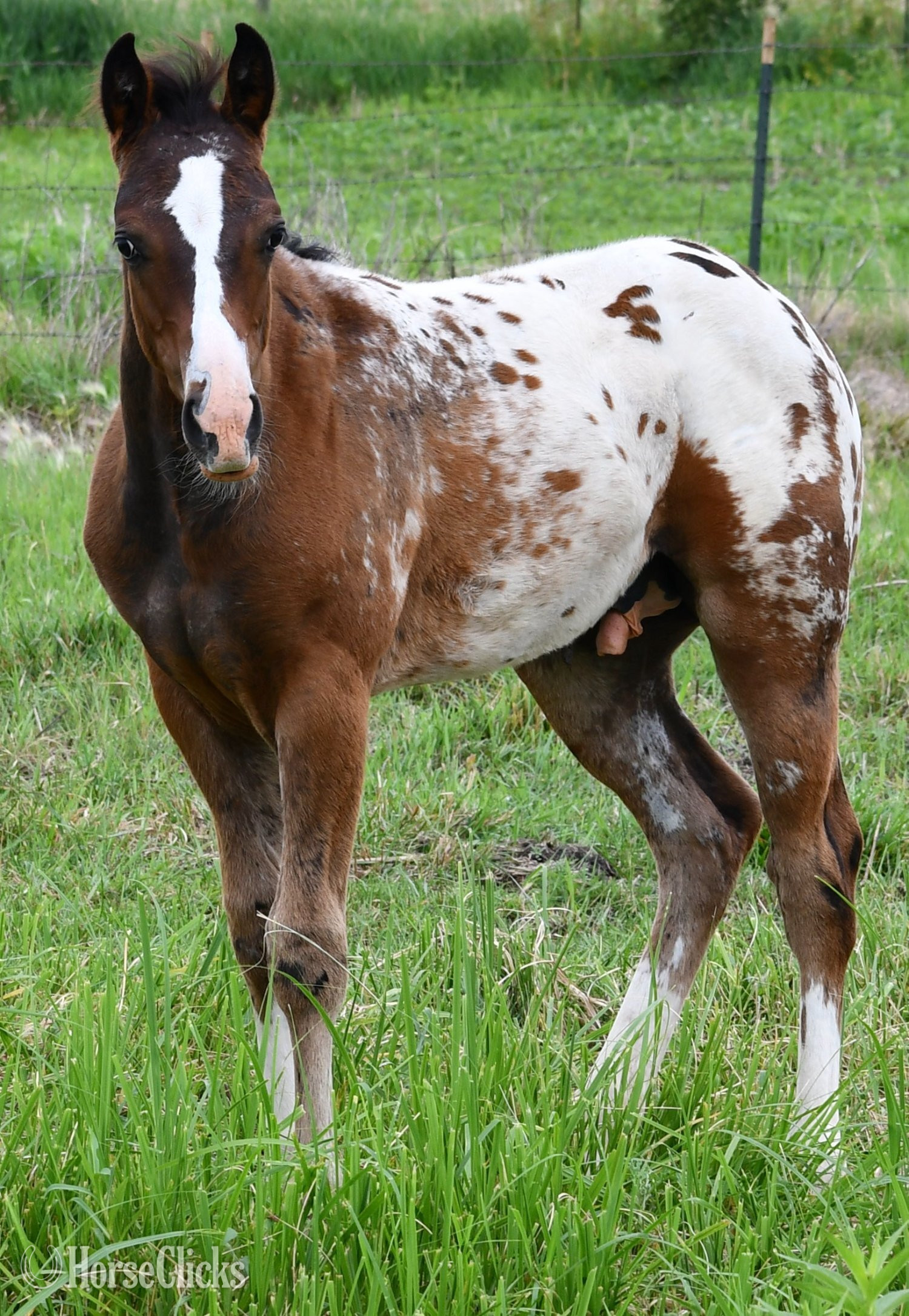 "Splash II Pymts OK" Bay Roan Colt Appaloosa - Appaloosa