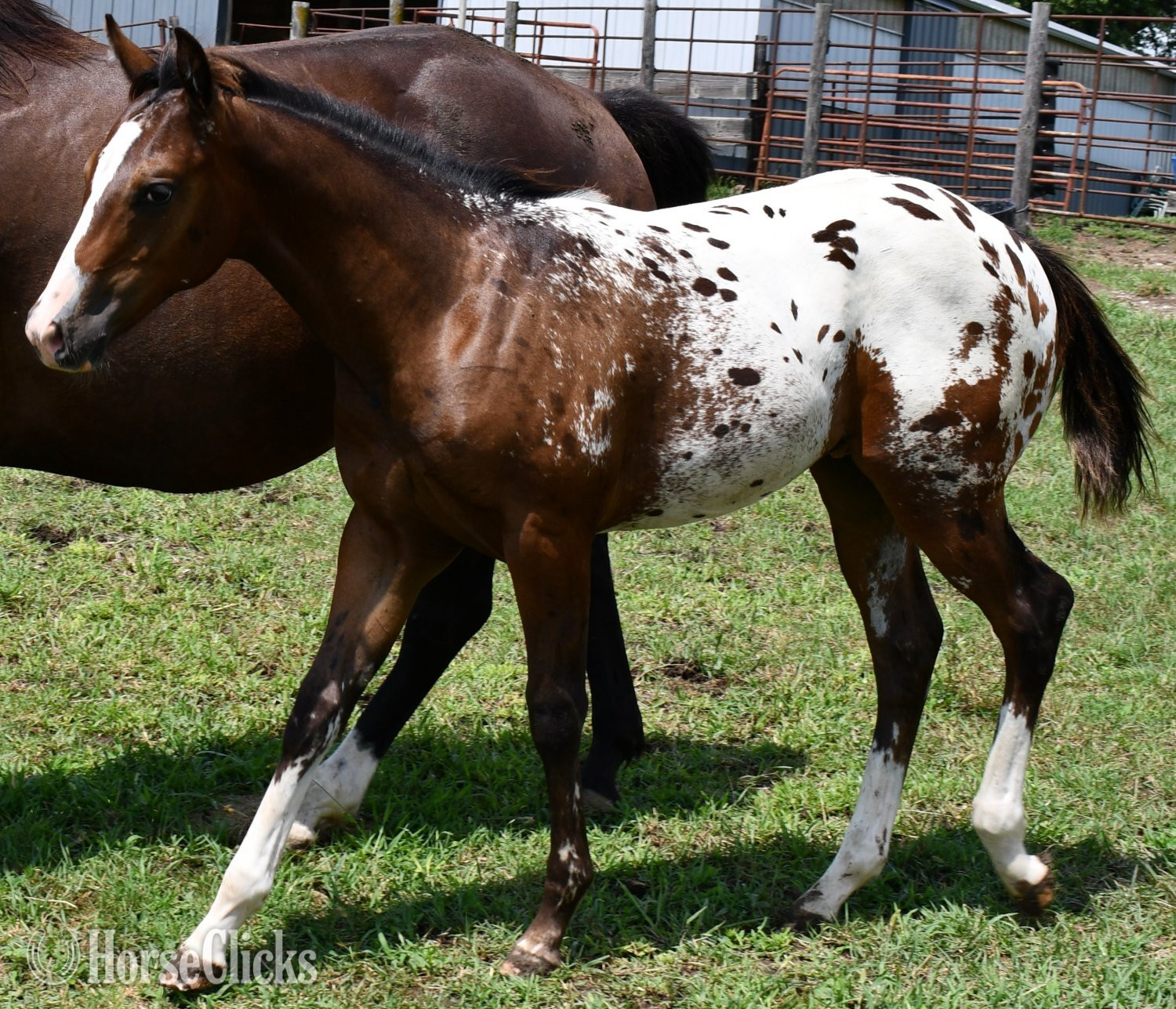 "Splash II ApHC colt" Bay Roan Colt Appaloosa - Appaloosa