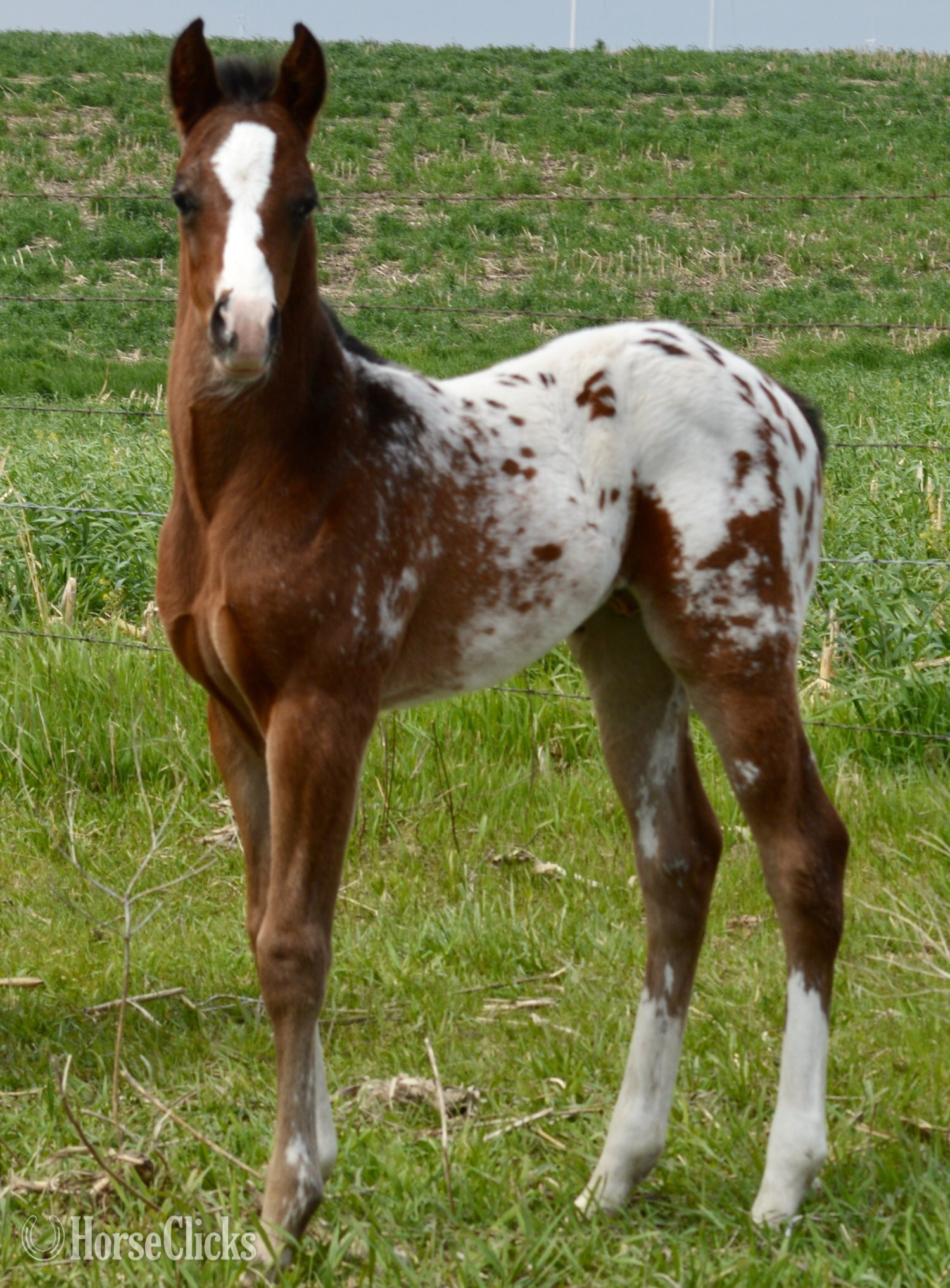 "Splash II Pymts OK" Bay Roan Colt Appaloosa Missouri
