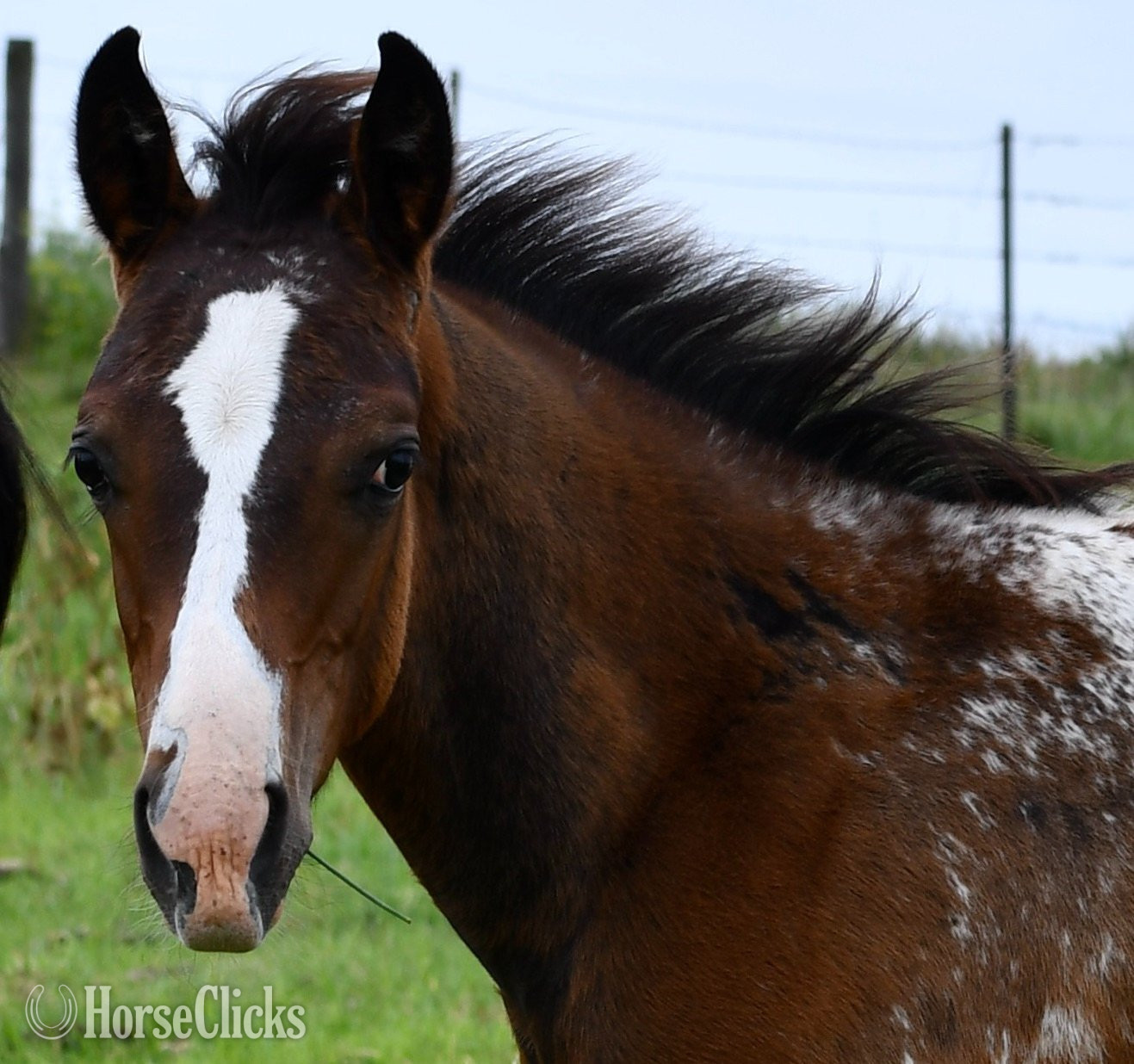 "Splash II Pymts OK" Bay Roan Colt Appaloosa Missouri