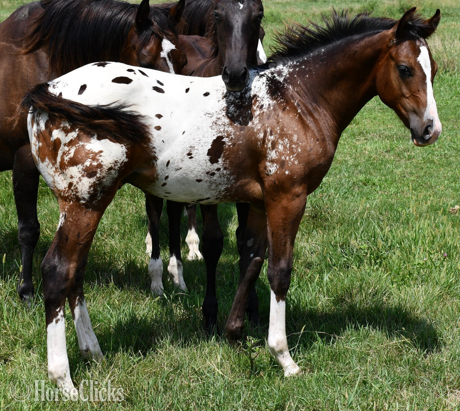 "Splash II ApHC colt" Bay Roan Colt Appaloosa Missouri