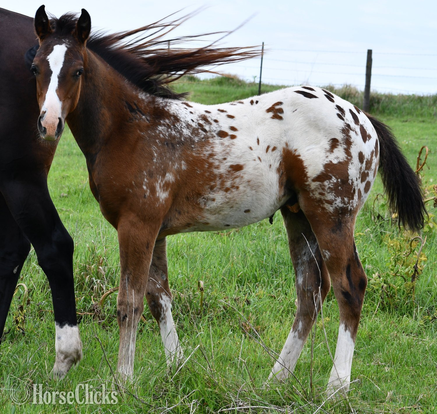 Appaloosa - "Splash II Pymts OK" Bay Roan Colt Appaloosa in Missouri
