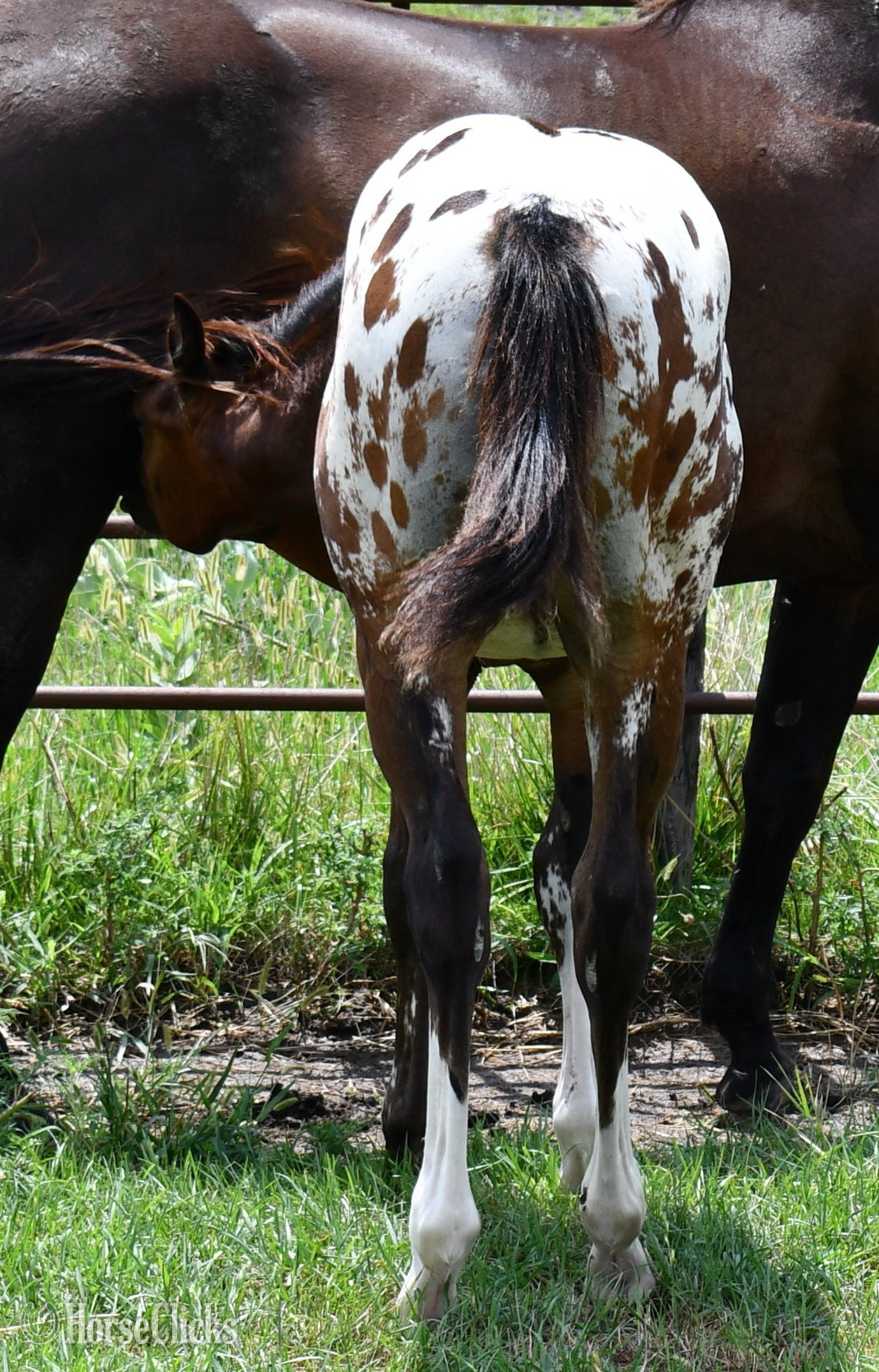 Appaloosa - "Splash II ApHC colt" Bay Roan Colt Appaloosa in Missouri