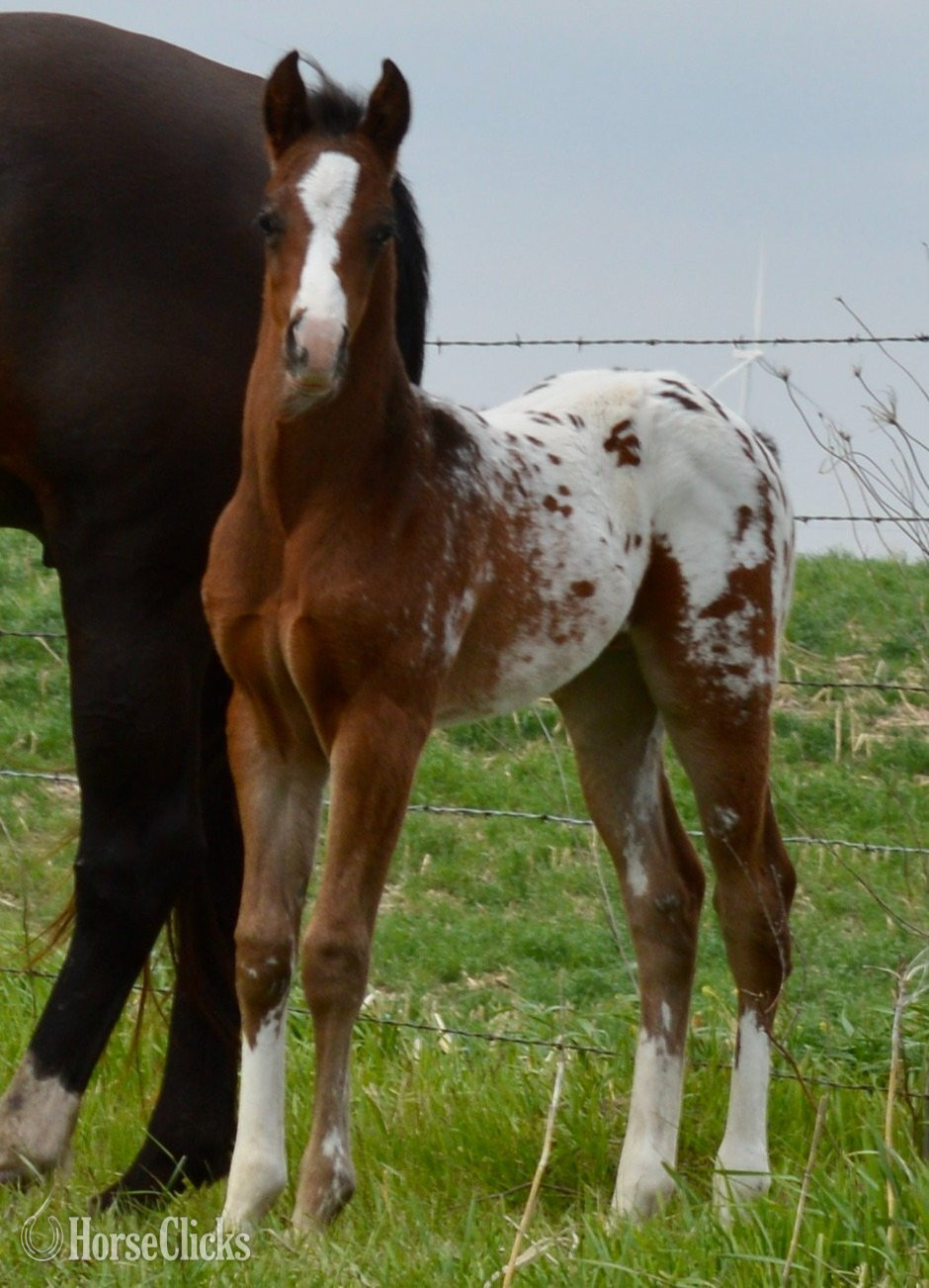Appaloosa - "Splash II Pymts OK" Bay Roan Colt Appaloosa