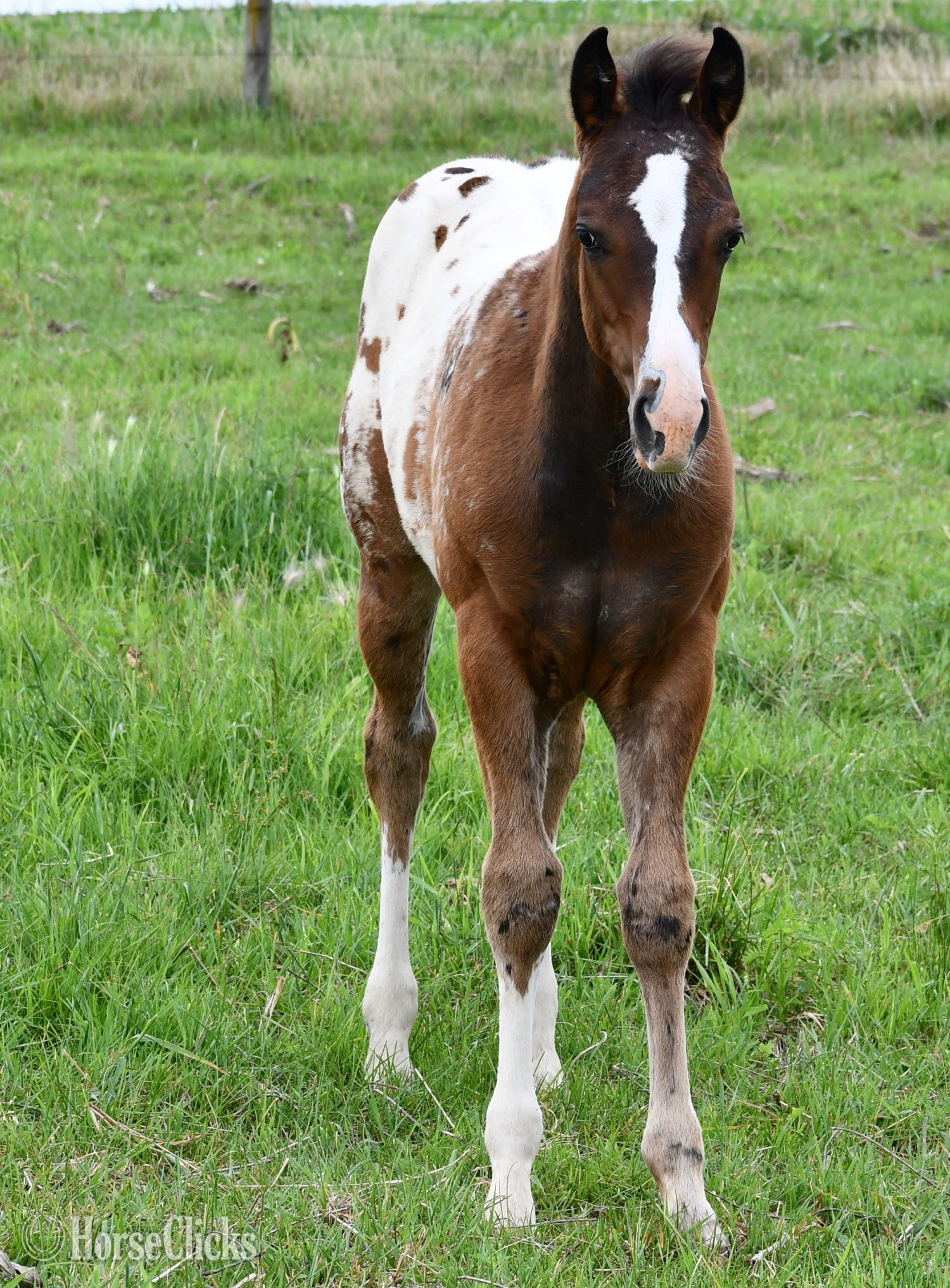 Appaloosa - "Splash II Pymts OK" Bay Roan Colt Appaloosa
