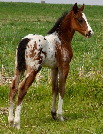"Splash II Pymts OK" Bay Roan Colt Appaloosa