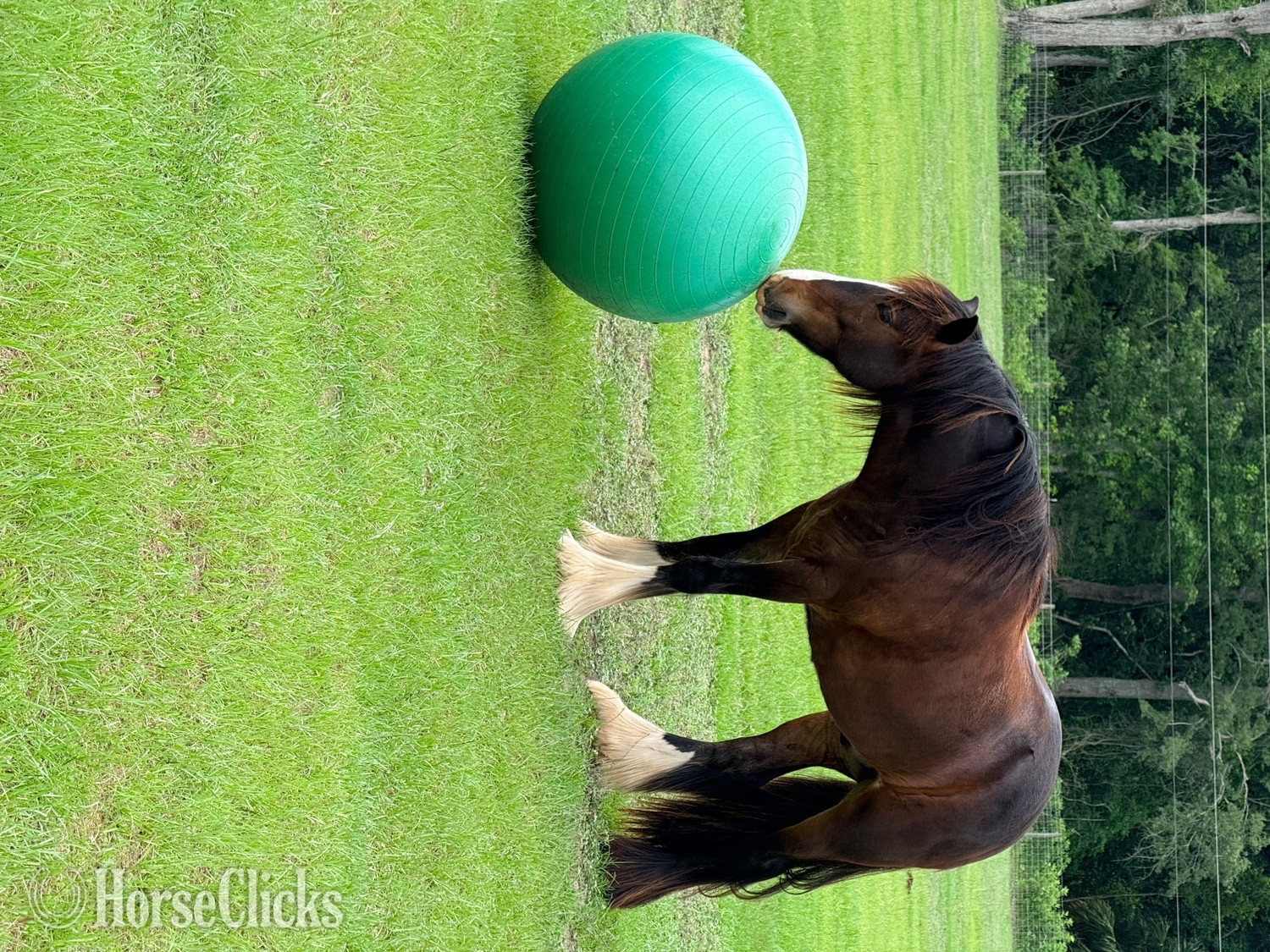 "Keep of faith" Bay Gelding Gypsy Vanner in Florida
