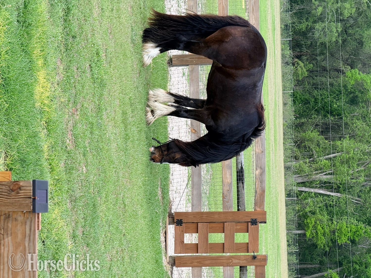 "Keep of faith" Bay Gelding Gypsy Vanner - Gypsy Vanner in Florida