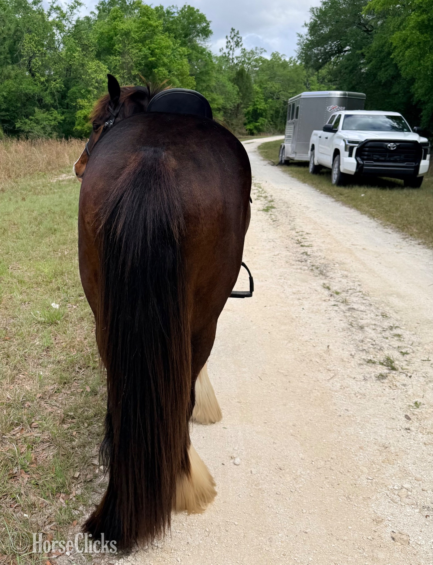 "Keep of faith" Bay Gelding Gypsy Vanner - Gypsy Vanner