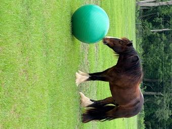 "Keep of faith" Bay Gelding Gypsy Vanner