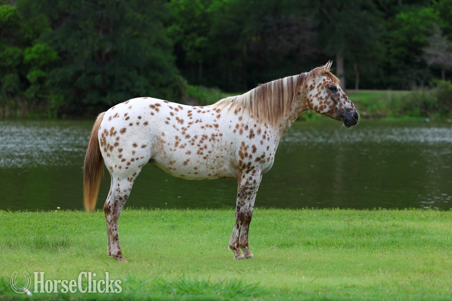 "TROPICAL PARADISE" Spotted Mare Appaloosa in Texas