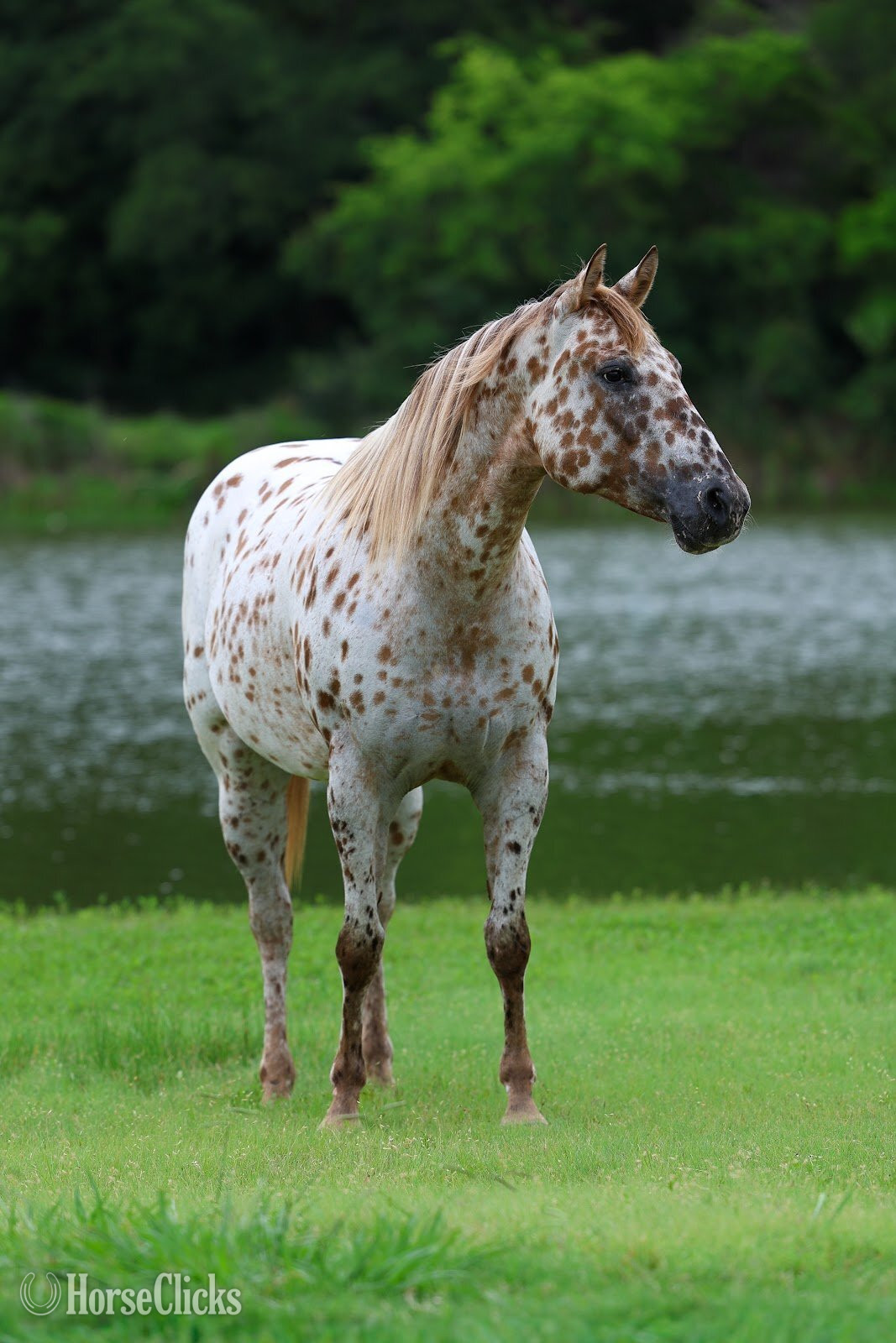 "TROPICAL PARADISE" Spotted Mare Appaloosa