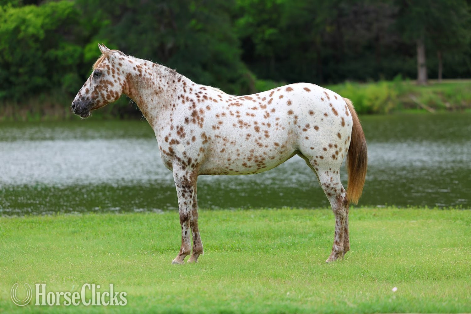 Texas "TROPICAL PARADISE" Spotted Mare Appaloosa