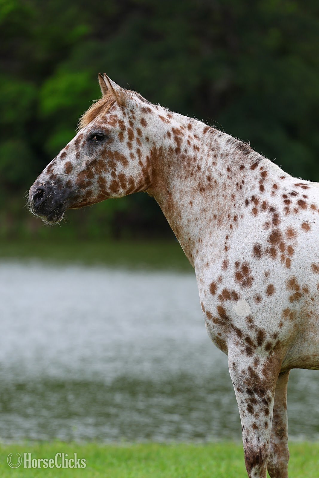 "TROPICAL PARADISE" Spotted Mare Appaloosa - Appaloosa in Texas