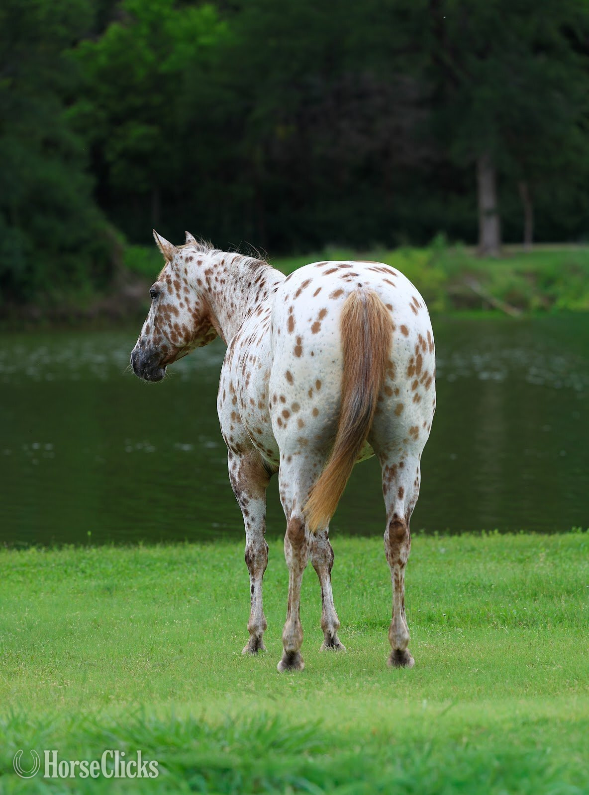 "TROPICAL PARADISE" Spotted Mare Appaloosa - Appaloosa