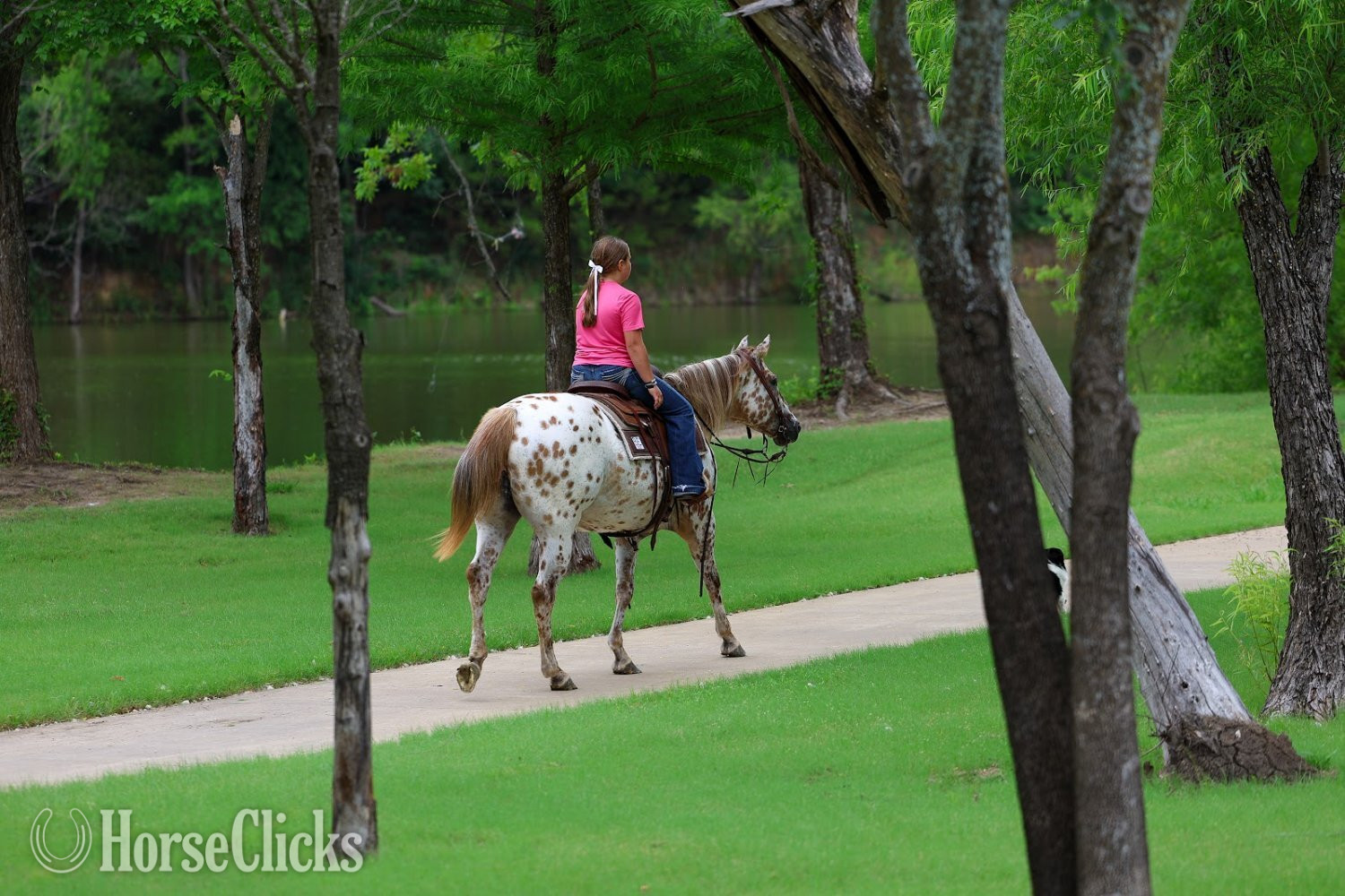 Appaloosa - "TROPICAL PARADISE" Spotted Mare Appaloosa in Texas