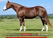 "Dually " Sorrel Mare Quarter Horse