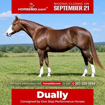"Dually " Sorrel Mare Quarter Horse