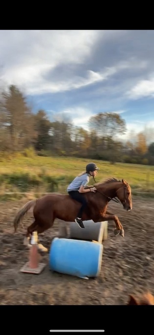 "Bailey " Palomino Mare Quarter Horse