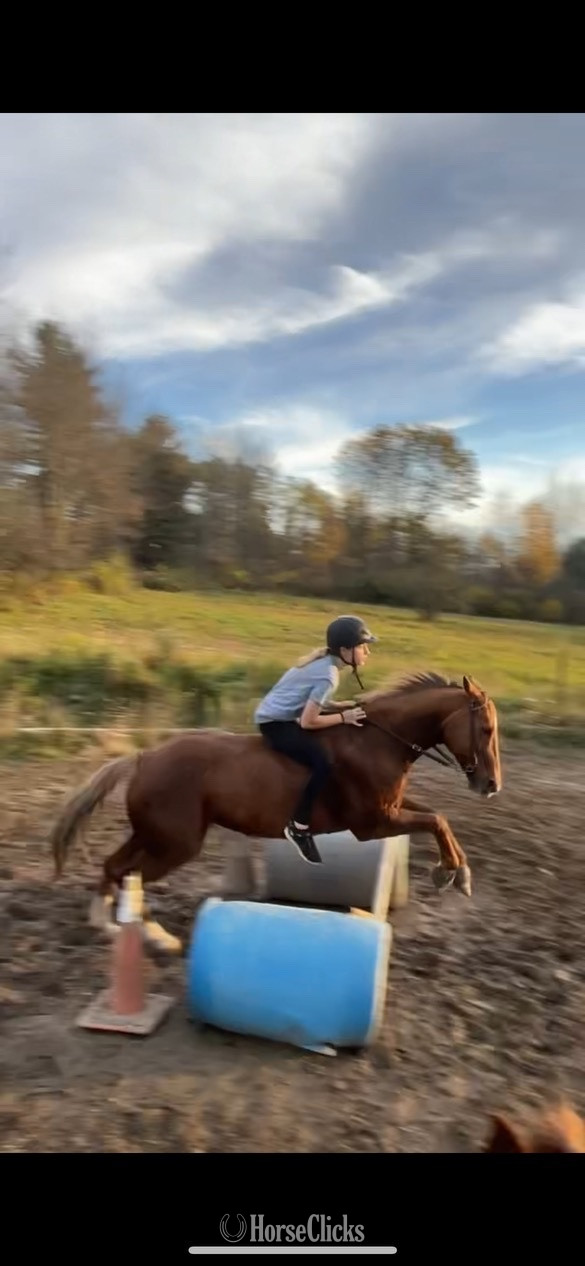 "Bailey " Palomino Mare Quarter Horse in New York