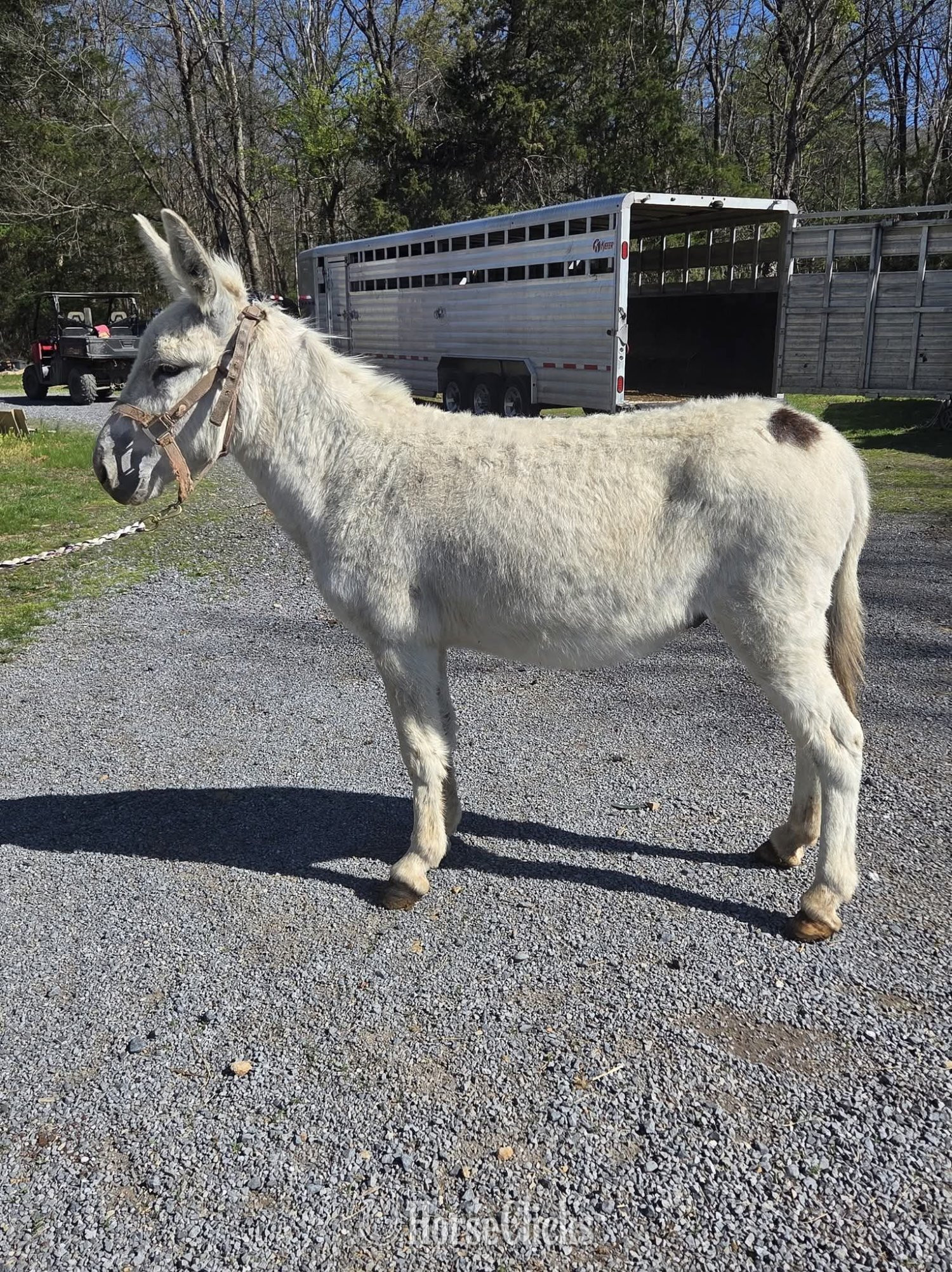 "Gus"  Gelding Donkey in California