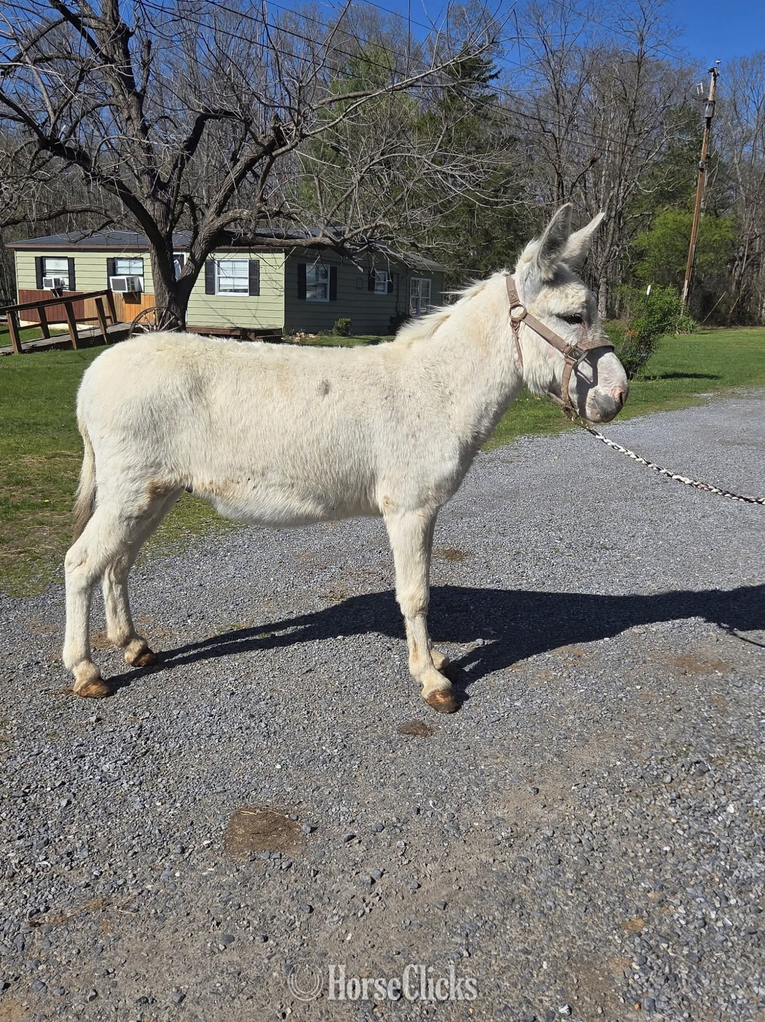 "Gus"  Gelding Donkey