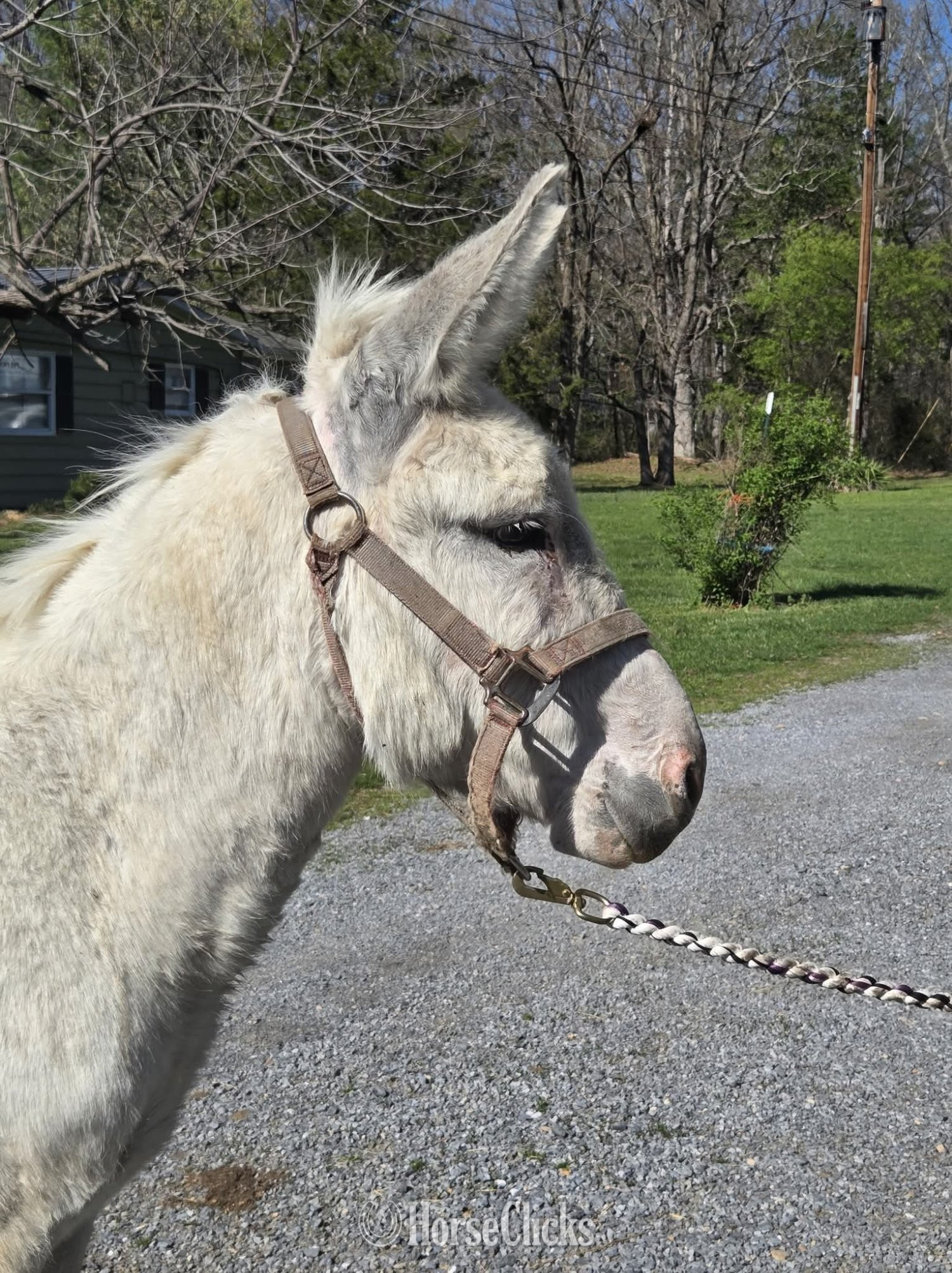 California "Gus"  Gelding Donkey