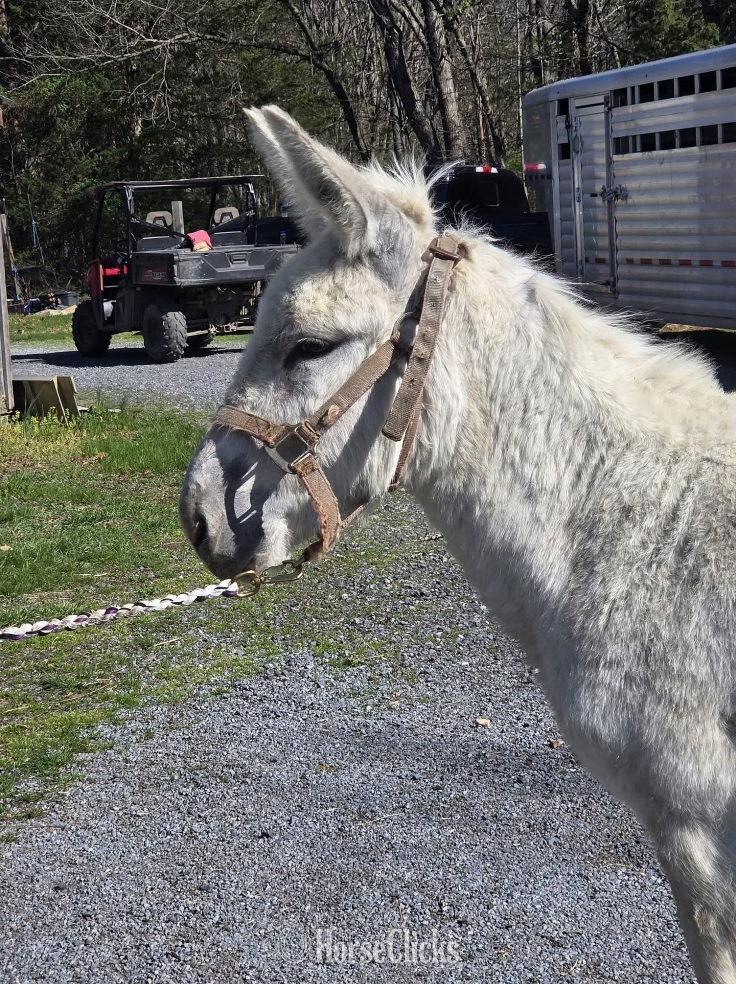 "Gus"  Gelding Donkey - Donkey in California