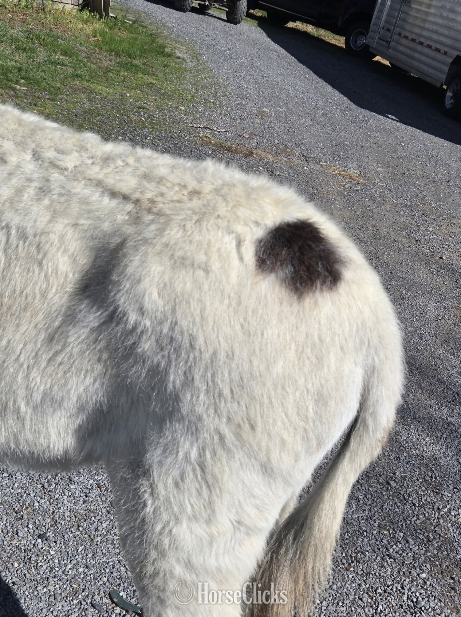 "Gus"  Gelding Donkey - Donkey