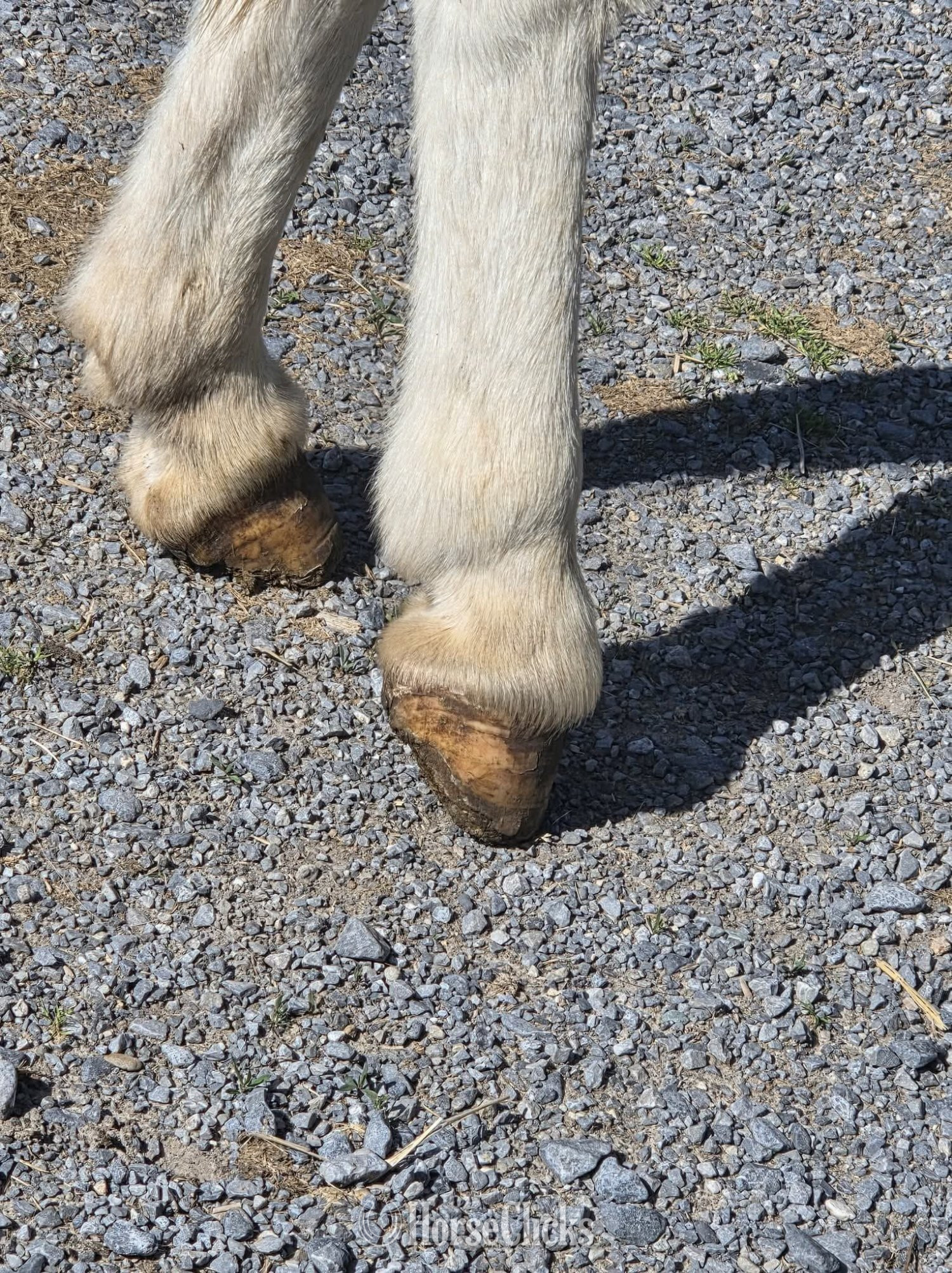"Gus"  Gelding Donkey California